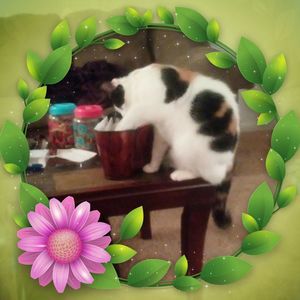 Meet your Posher, Loretta